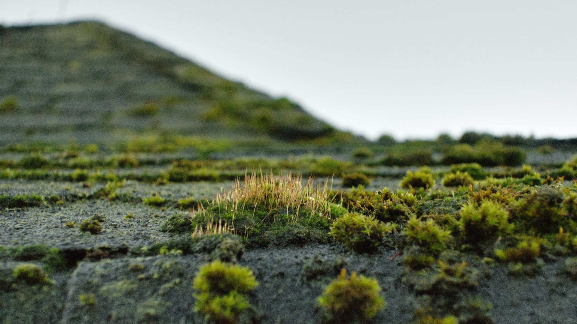 Expert tips for removing moss from roof Journeyman Exteriors