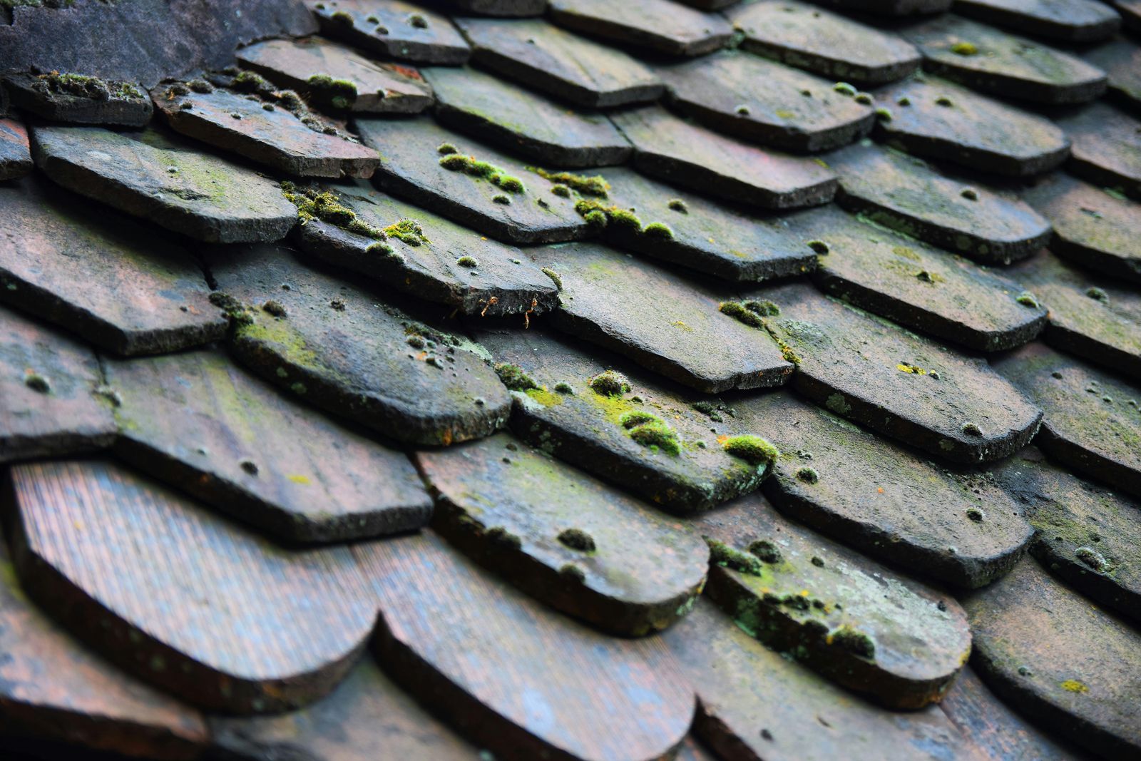 Weathered roof shingles with moss growing along their edges