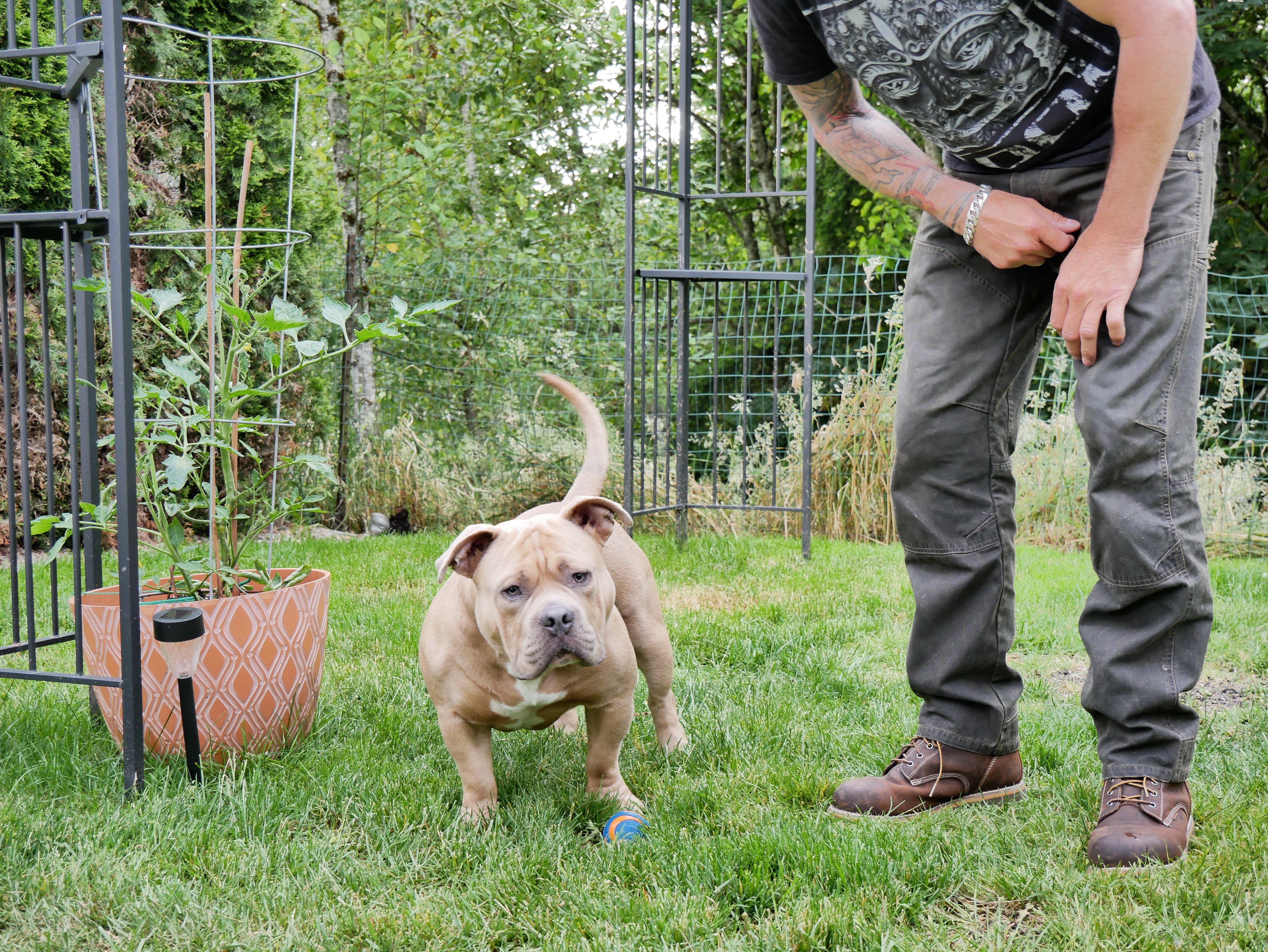 Meet Our Mascot, QC Clutch - The Pawsitively Adorable Quality Control Inspector!